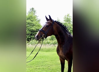 Oldenburger, Hengst, 1 Jahr, Brauner