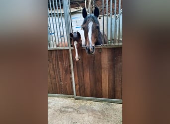 Oldenburger, Hengst, 1 Jahr, Brauner