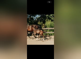 Oldenburger, Hengst, 1 Jahr