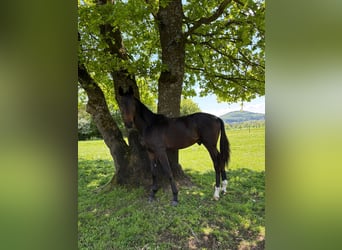 Oldenburger, Hengst, 1 Jahr, Dunkelbrauner