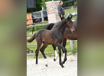 Oldenburger, Hengst, 1 Jahr, Dunkelbrauner