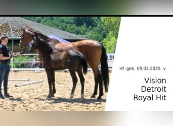 Oldenburger, Hengst, 1 Jahr, Dunkelbrauner
