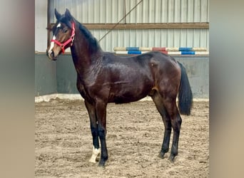 Oldenburger, Hengst, 1 Jahr, Dunkelbrauner