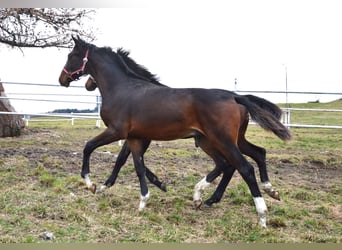 Oldenburger, Hengst, 1 Jahr, Dunkelbrauner