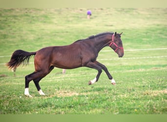 Oldenburger, Hengst, 1 Jahr, Dunkelbrauner