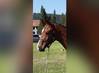 Oldenburger, Hengst, 1 Jahr, Dunkelbrauner