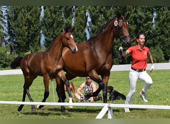 Oldenburger, Hengst, 1 Jahr, Dunkelbrauner