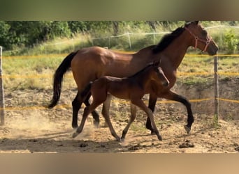 Oldenburger, Hengst, 1 Jahr, Dunkelbrauner