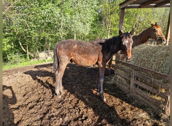 Oldenburger, Hengst, 1 Jahr, Dunkelbrauner