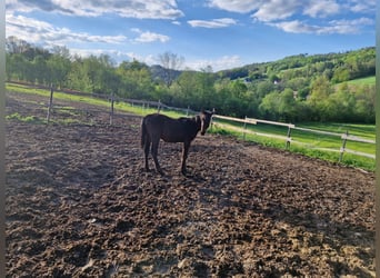 Oldenburger, Hengst, 1 Jahr, Dunkelbrauner