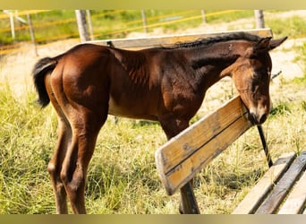 Oldenburger, Hengst, 1 Jahr, Dunkelbrauner