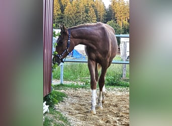 Oldenburger, Hengst, 1 Jahr, Dunkelfuchs