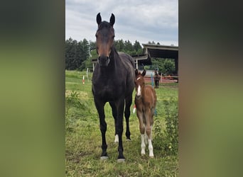 Oldenburger, Hengst, 1 Jahr, Dunkelfuchs