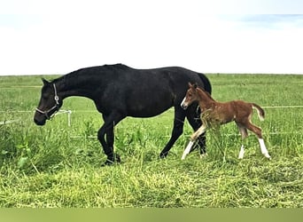 Oldenburger, Hengst, 1 Jahr, Dunkelfuchs
