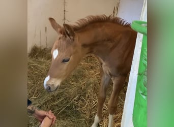 Oldenburger, Hengst, 1 Jahr, Fuchs
