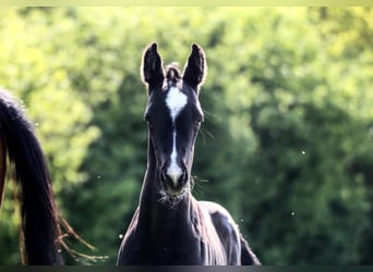 Oldenburger, Hengst, 1 Jahr, Rappe