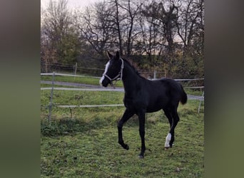 Oldenburger, Hengst, 1 Jahr, Rappe