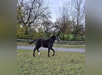 Oldenburger, Hengst, 1 Jahr, Rappe