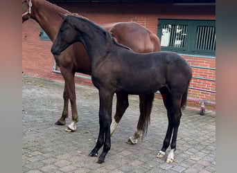 Oldenburger, Hengst, 1 Jahr, Rappe