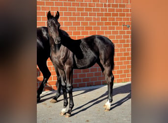 Oldenburger, Hengst, 1 Jahr, Rappe