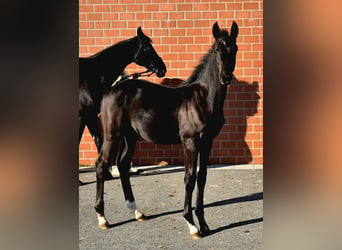 Oldenburger, Hengst, 1 Jahr, Rappe