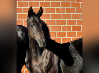 Oldenburger, Hengst, 1 Jahr, Rappe