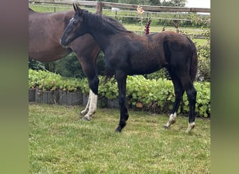 Oldenburger, Hengst, 1 Jahr, Rappe