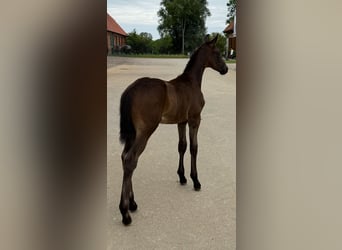 Oldenburger, Hengst, 1 Jahr, Schwarzbrauner