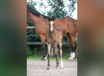 Oldenburger, Hengst, 1 Jahr, Schwarzbrauner