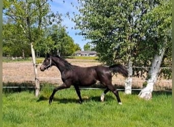 Oldenburger, Hengst, 1 Jahr, Schwarzbrauner