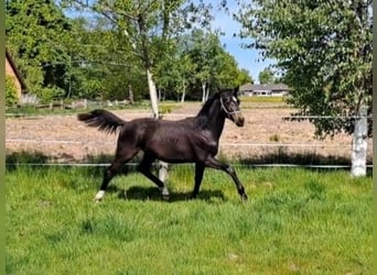 Oldenburger, Hengst, 1 Jahr, Schwarzbrauner