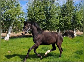 Oldenburger, Hengst, 1 Jahr, Schwarzbrauner