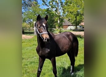 Oldenburger, Hengst, 1 Jahr, Schwarzbrauner