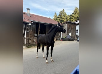 Oldenburger, Hengst, 2 Jaar, 160 cm, Zwartbruin