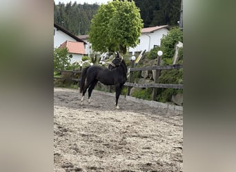Oldenburger, Hengst, 2 Jaar, 160 cm, Zwartbruin