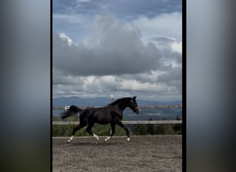 Oldenburger, Hengst, 2 Jaar, 160 cm, Zwartbruin