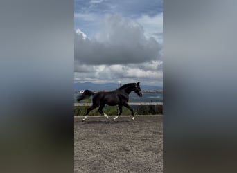 Oldenburger, Hengst, 2 Jaar, 160 cm, Zwartbruin