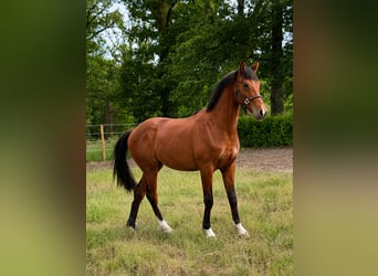 Oldenburger, Hengst, 2 Jaar, 161 cm, Roodbruin
