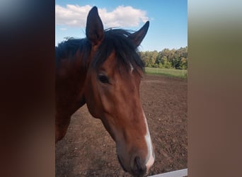 Oldenburger, Hengst, 2 Jaar, 162 cm, Bruin