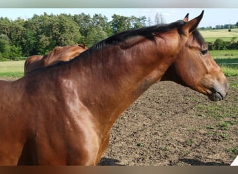Oldenburger, Hengst, 2 Jaar, 162 cm, Bruin