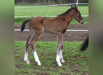 Oldenburger, Hengst, 2 Jaar, 162 cm, Bruin