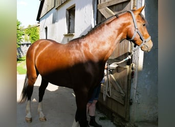 Oldenburger, Hengst, 2 Jaar, 162 cm, Bruin