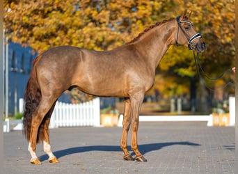Oldenburger, Hengst, 2 Jaar, 162 cm, Donkere-vos
