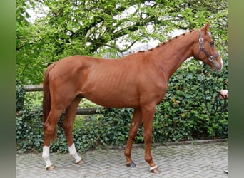 Oldenburger, Hengst, 2 Jaar, 162 cm