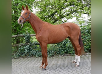 Oldenburger, Hengst, 2 Jaar, 162 cm