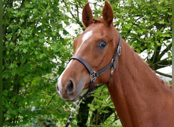 Oldenburger, Hengst, 2 Jaar, 162 cm