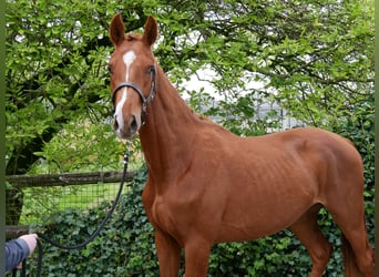 Oldenburger, Hengst, 2 Jaar, 162 cm