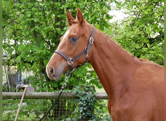 Oldenburger, Hengst, 2 Jaar, 162 cm