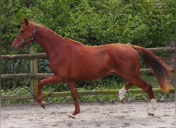 Oldenburger, Hengst, 2 Jaar, 162 cm
