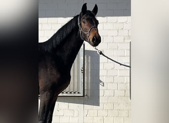 Oldenburger, Hengst, 2 Jaar, 163 cm, Donkerbruin